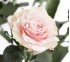 Роза классическая Pink Mondial